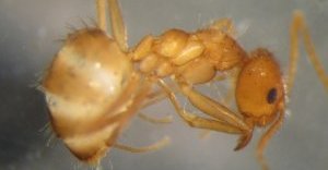 Nylanderia fulva, tawny crazy ant