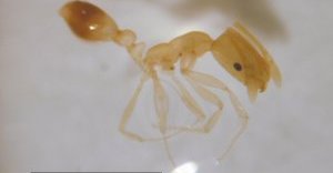 Pharaoh ant. Photo by Forest & Kim Starr, U.S. Geological Survey, Bugwood.org