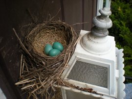 Robins Eggs Bird's Nest