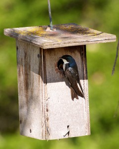 Wren's birdhouse Perky Pet Bird Feeders